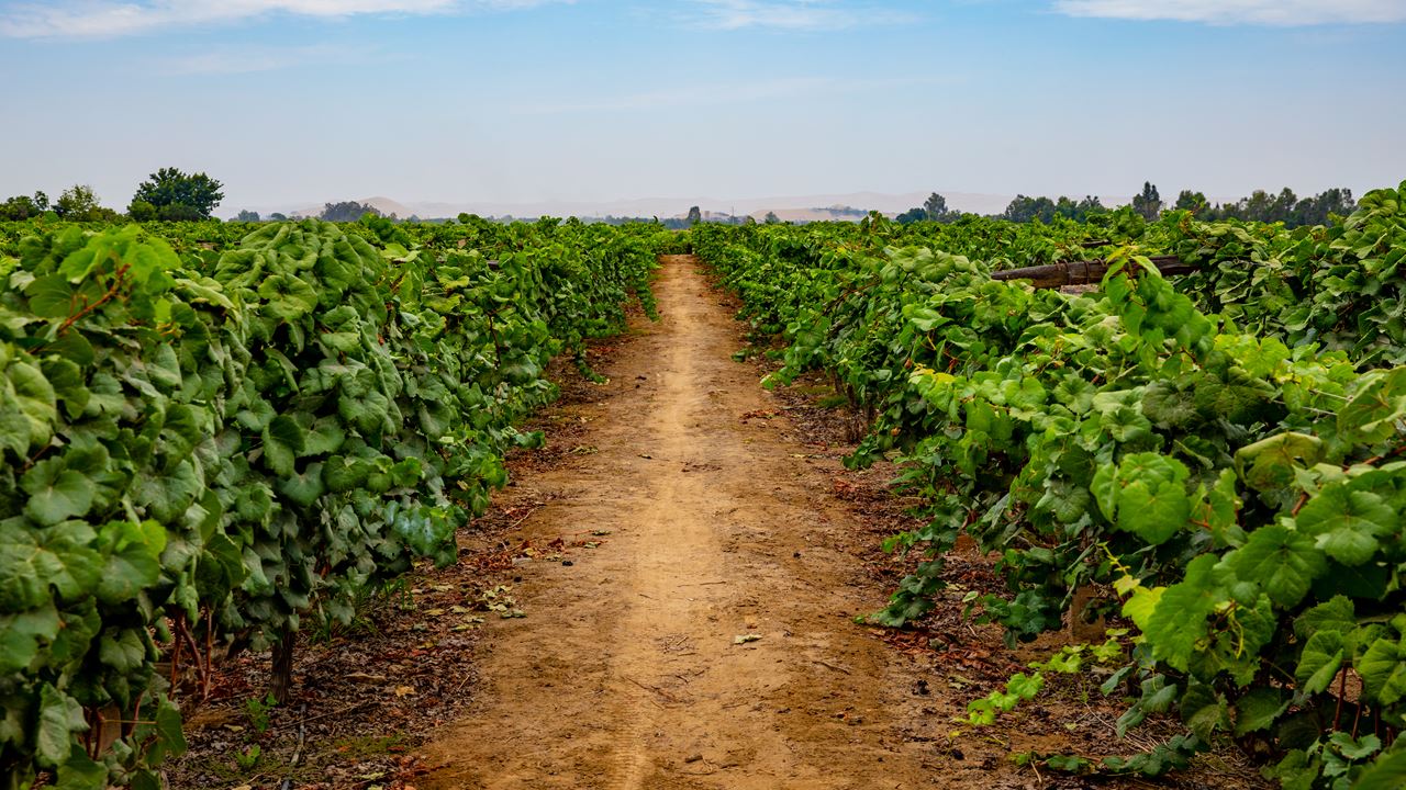 Rota Das Vinícolas E Vinhas De Pisco foto 9