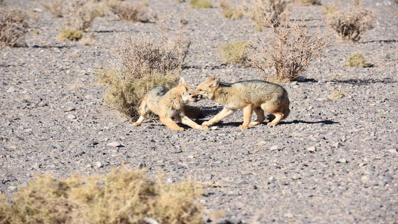 Route Of The Six-thousanders And Balcony Of Pissis Private foto 3
