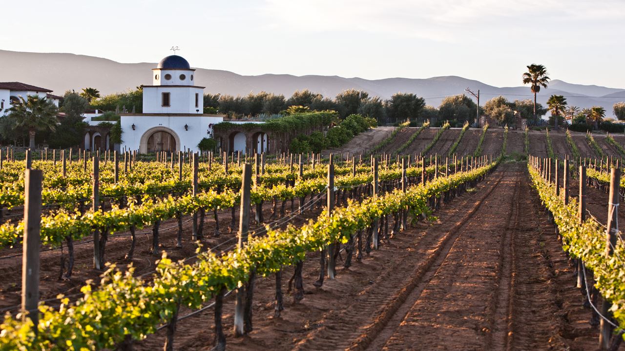 Wine Route (2)