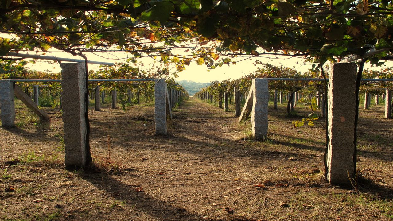Wine Route (1)