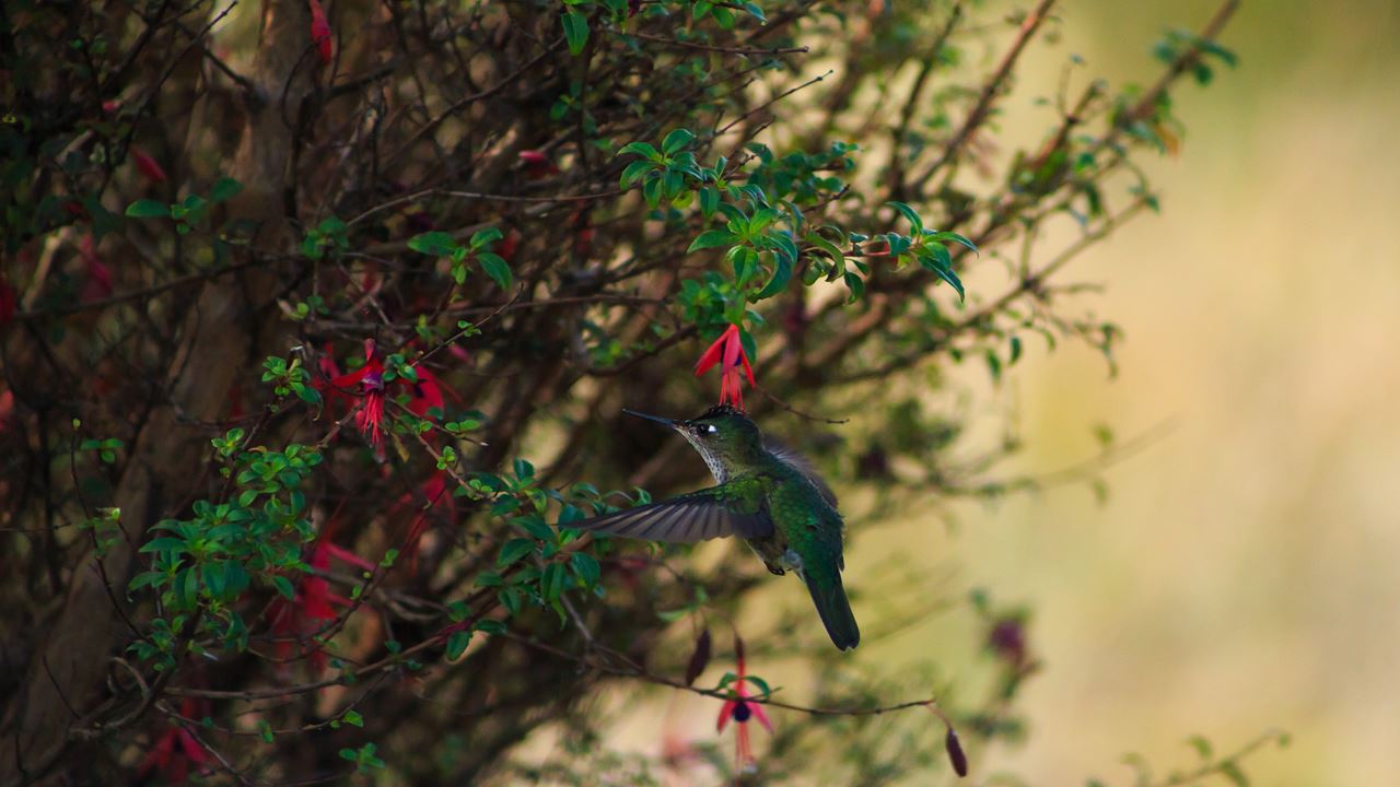 Rota Mitológica: Muelle De Las Almas E El Tepual foto 8