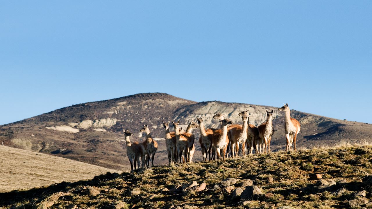 Safari Experience - Fauna Steppe (0)