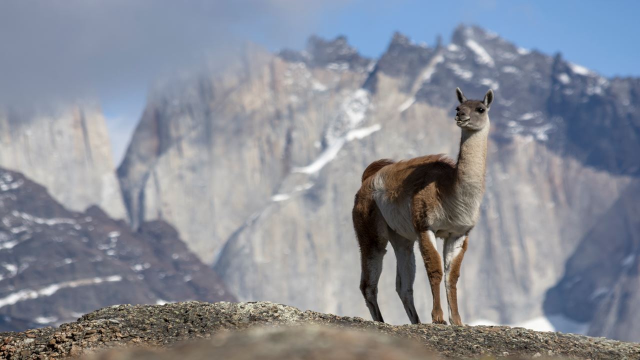 Safari Fotografico En Torres Del Paine foto 3
