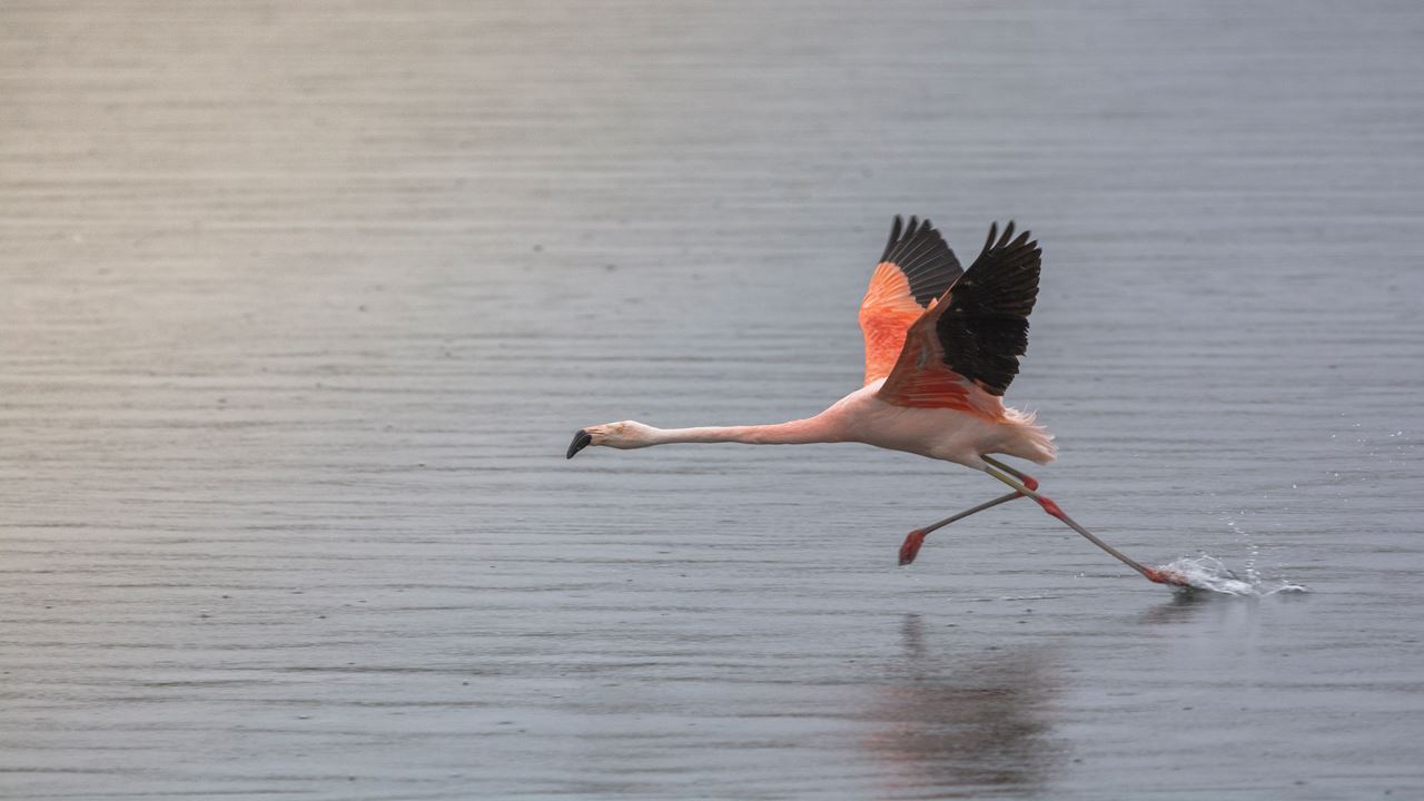 Safari Fotografico En Torres Del Paine foto 7