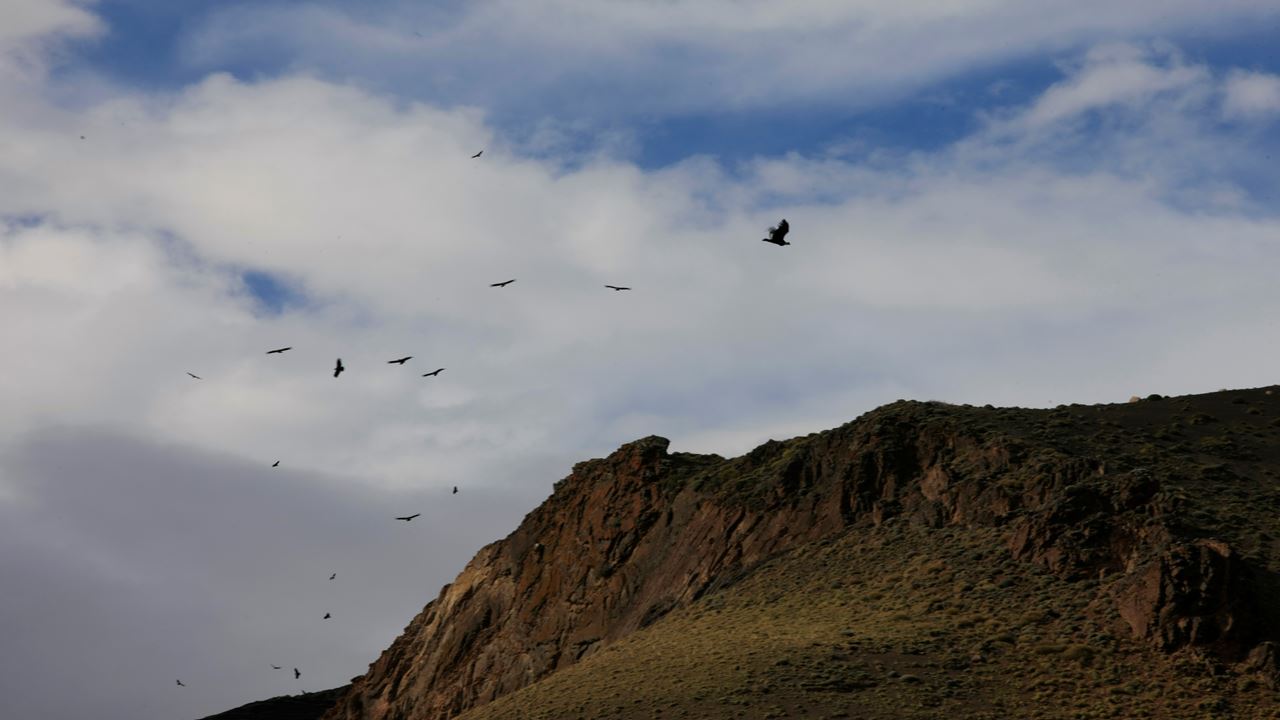 Safari Fotografico En Torres Del Paine foto 10