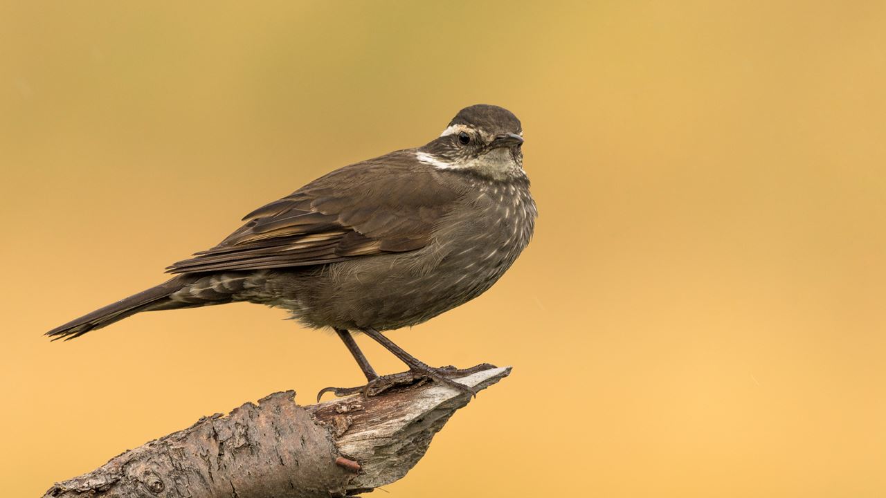 Safari Fotografico En Torres Del Paine foto 1