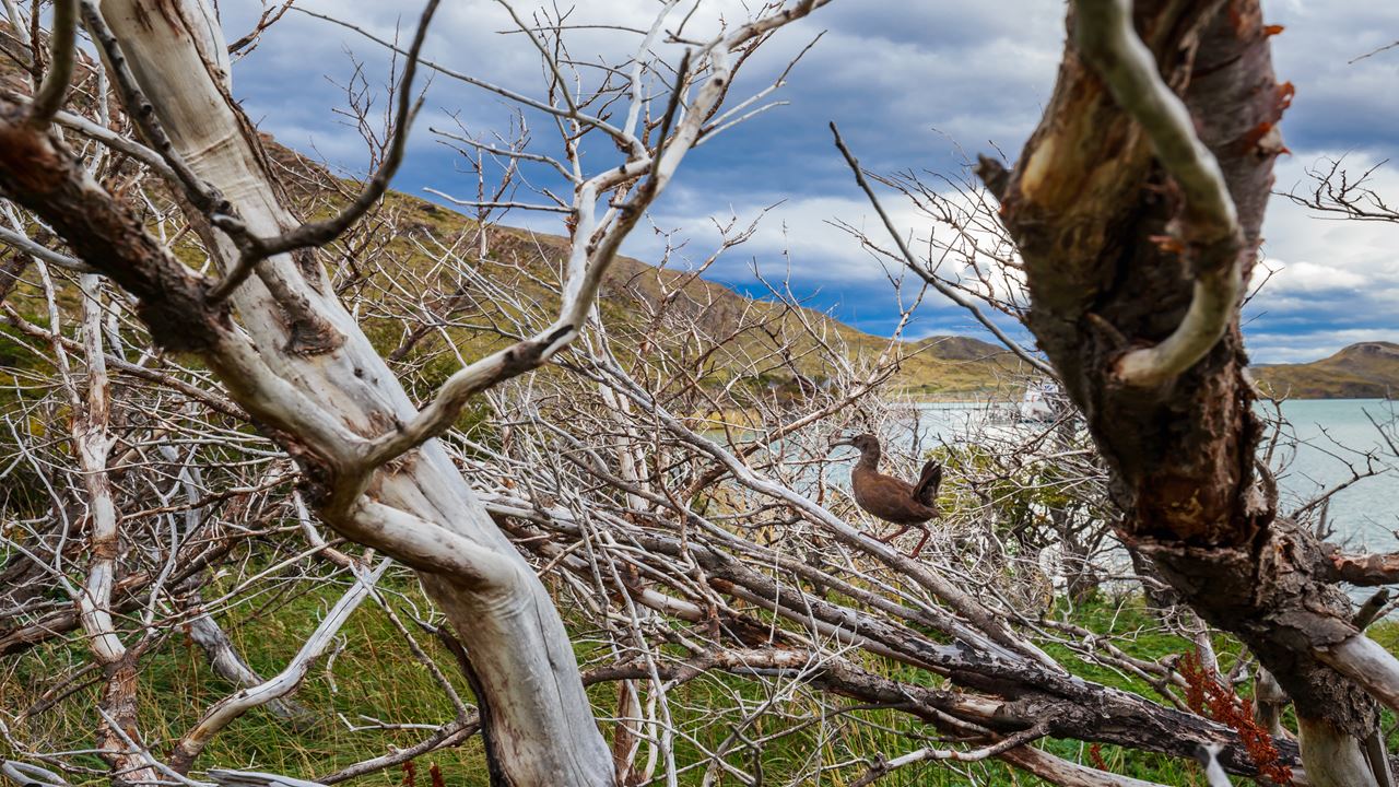 Safari Fotografico En Torres Del Paine foto 5