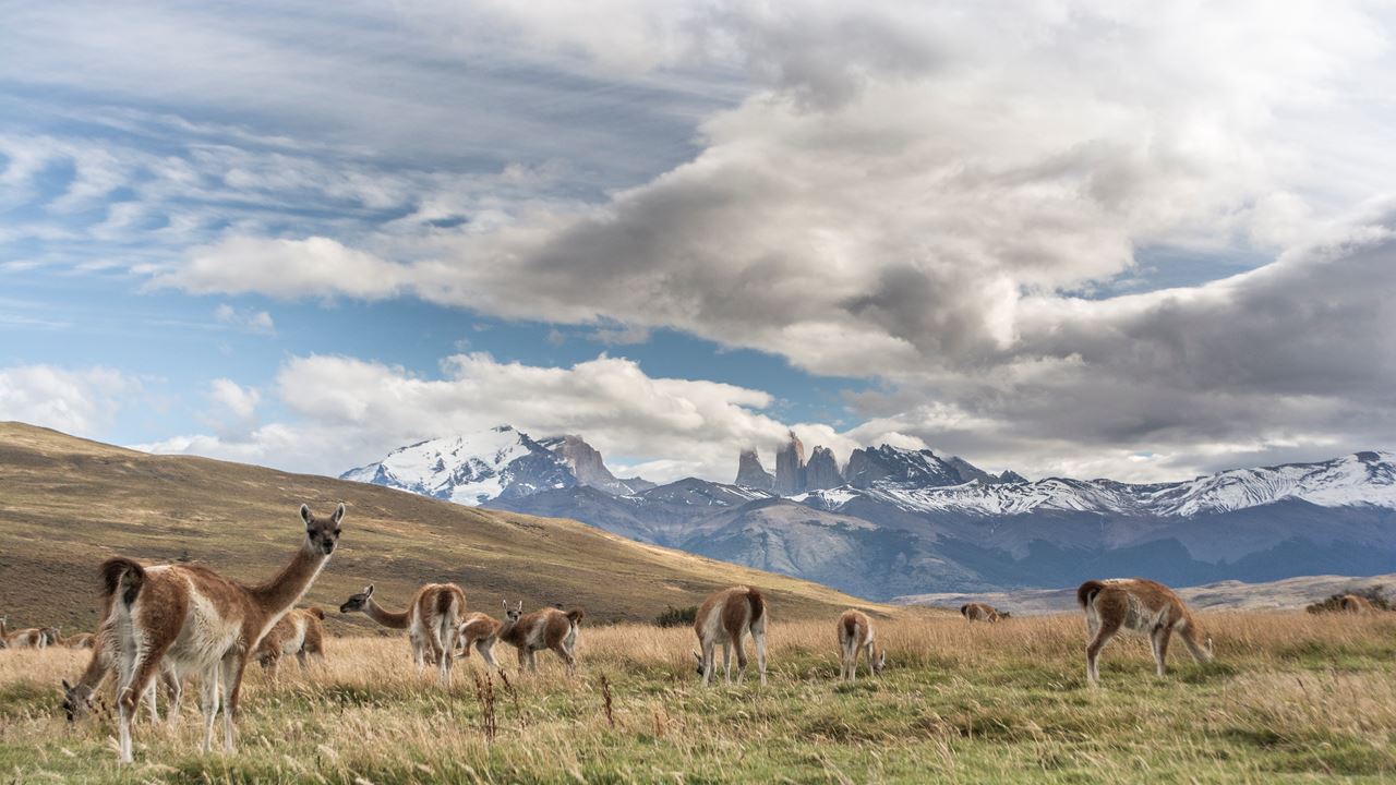 Safari Fotografico En Torres Del Paine foto 4