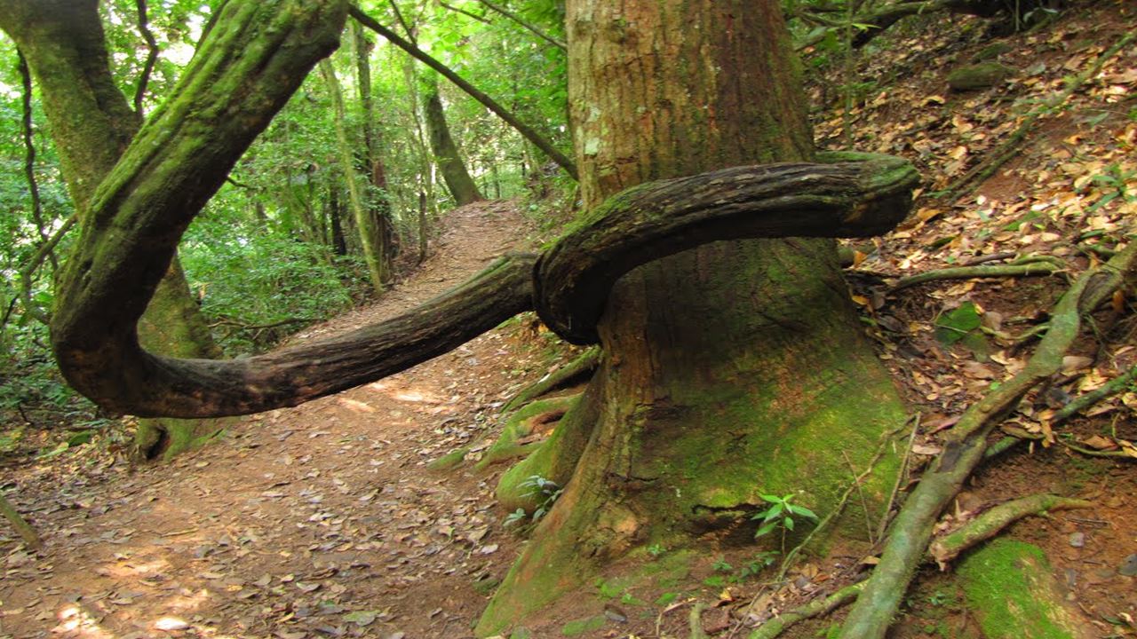 Sendero En La Serra Da Cantareira foto 9
