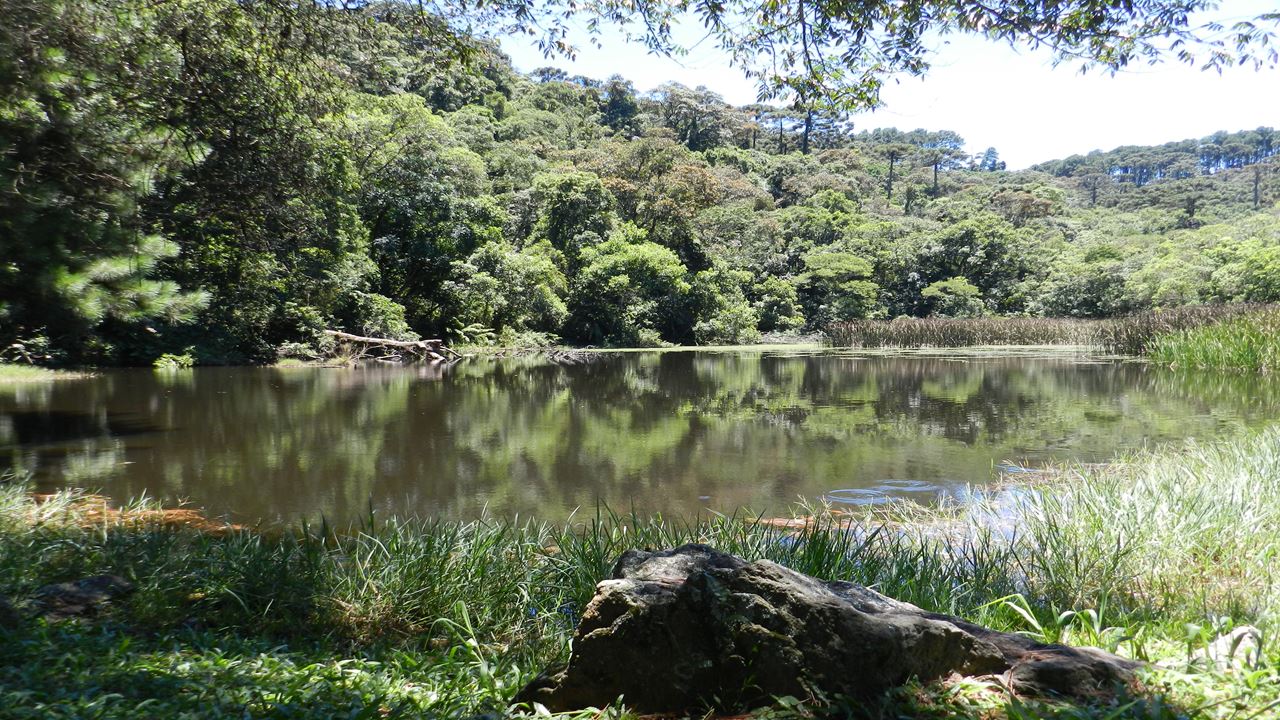 Sendero En La Serra Da Cantareira foto 7