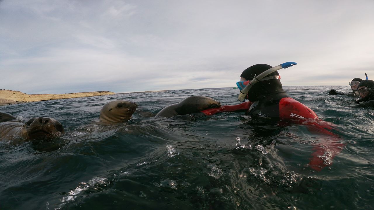 Snorkeling With Seal Wolves (0)