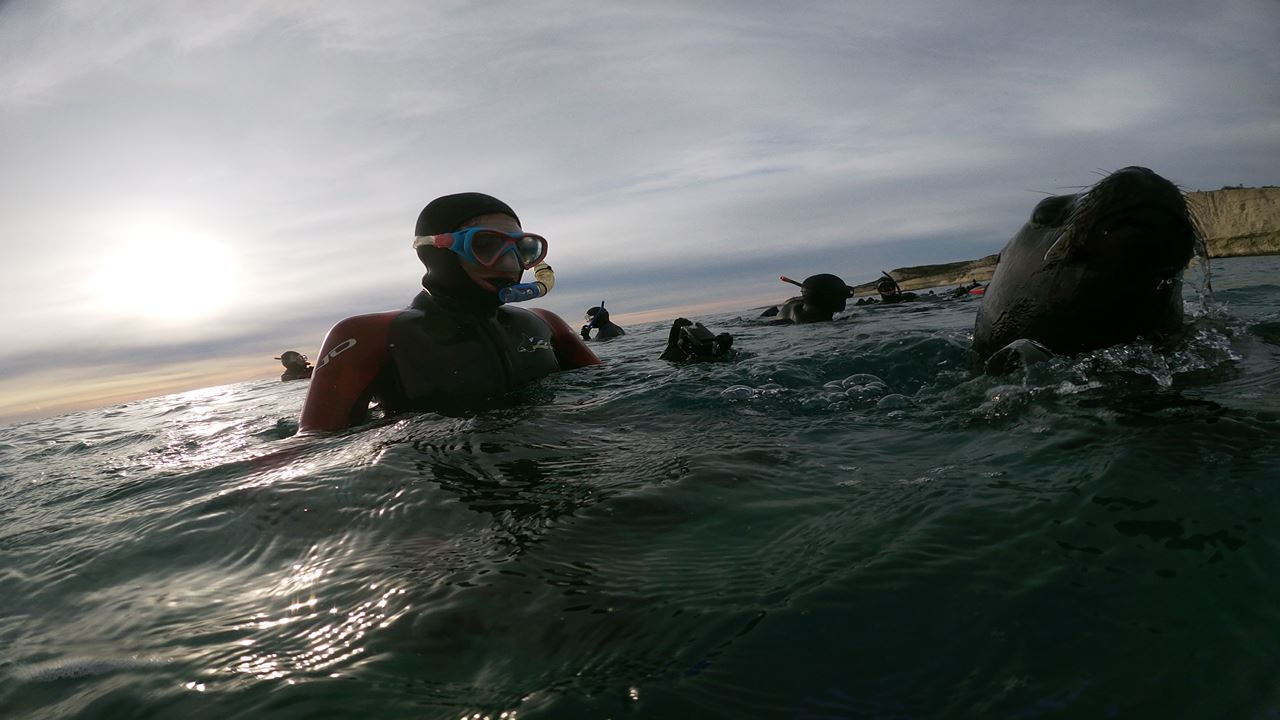 Snorkeling With Seal Wolves (8)