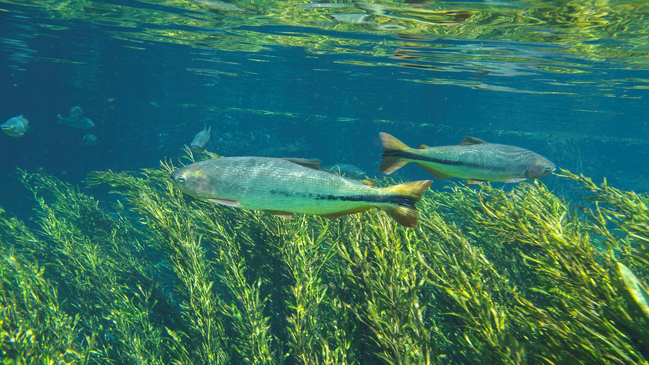 Snorkeling En El Rio Sucuri foto 8