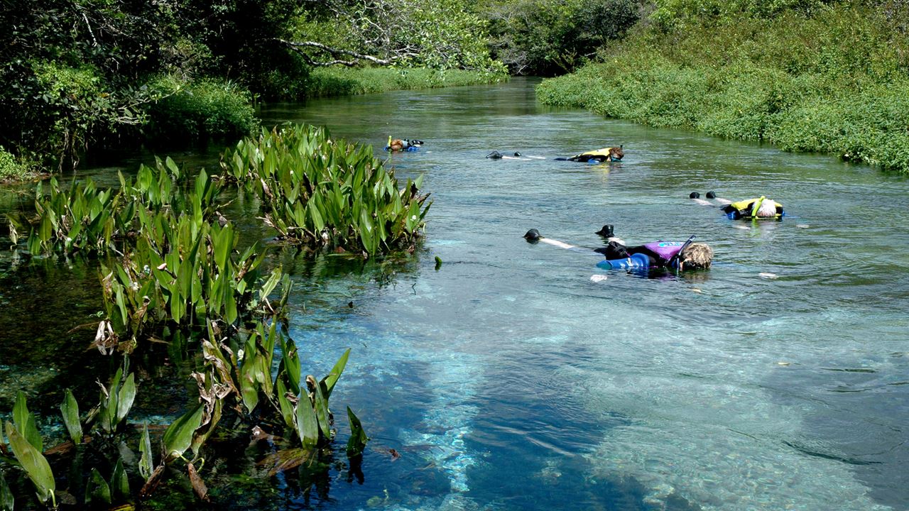 Snorkeling En El Rio Sucuri foto 1