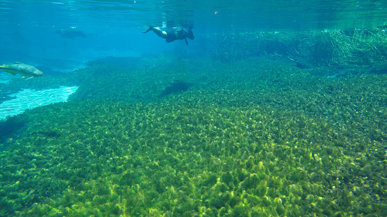 Snorkeling En El Rio Sucuri foto 6
