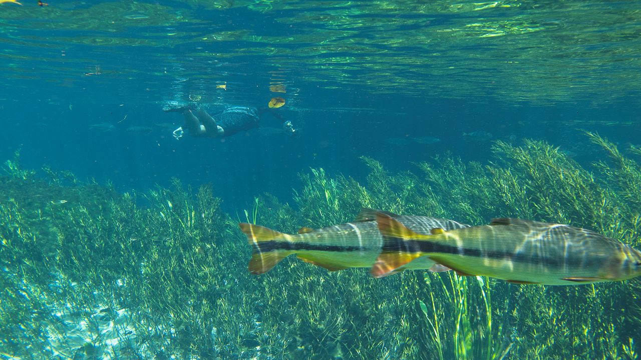 Snorkeling In Rio Da Prata foto 2