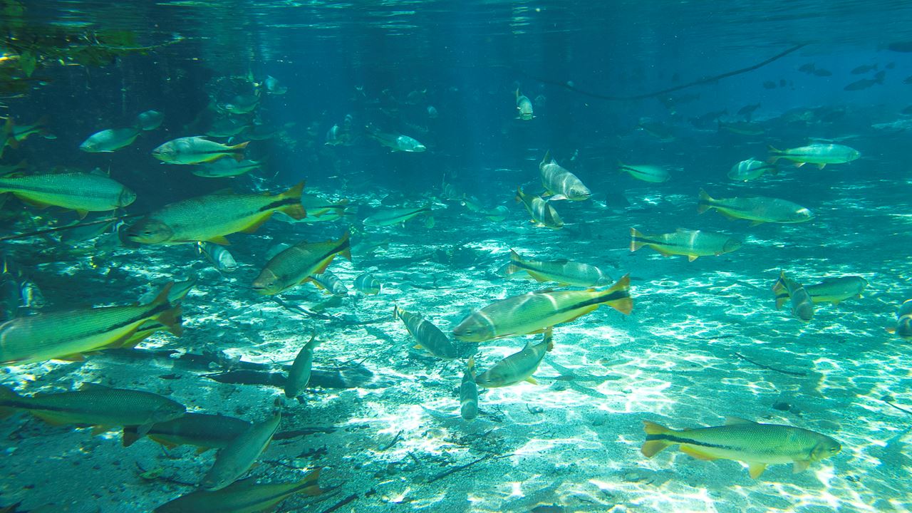 Snorkeling In Rio Da Prata foto 1