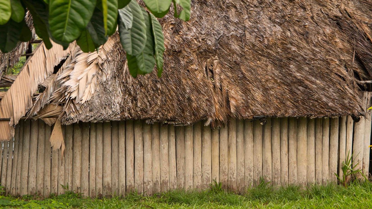 Surviving In The Jungle (3)
