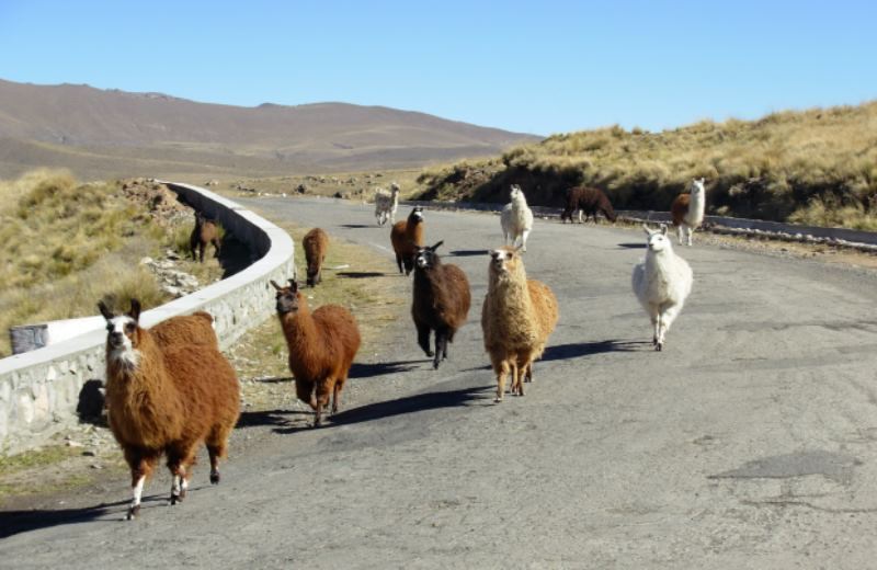 Tafi Del Valle E Cafayate foto 2