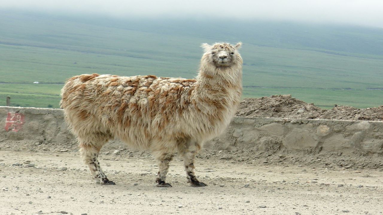 Tafi Del Valle E Ruínas De Quilmes foto 5