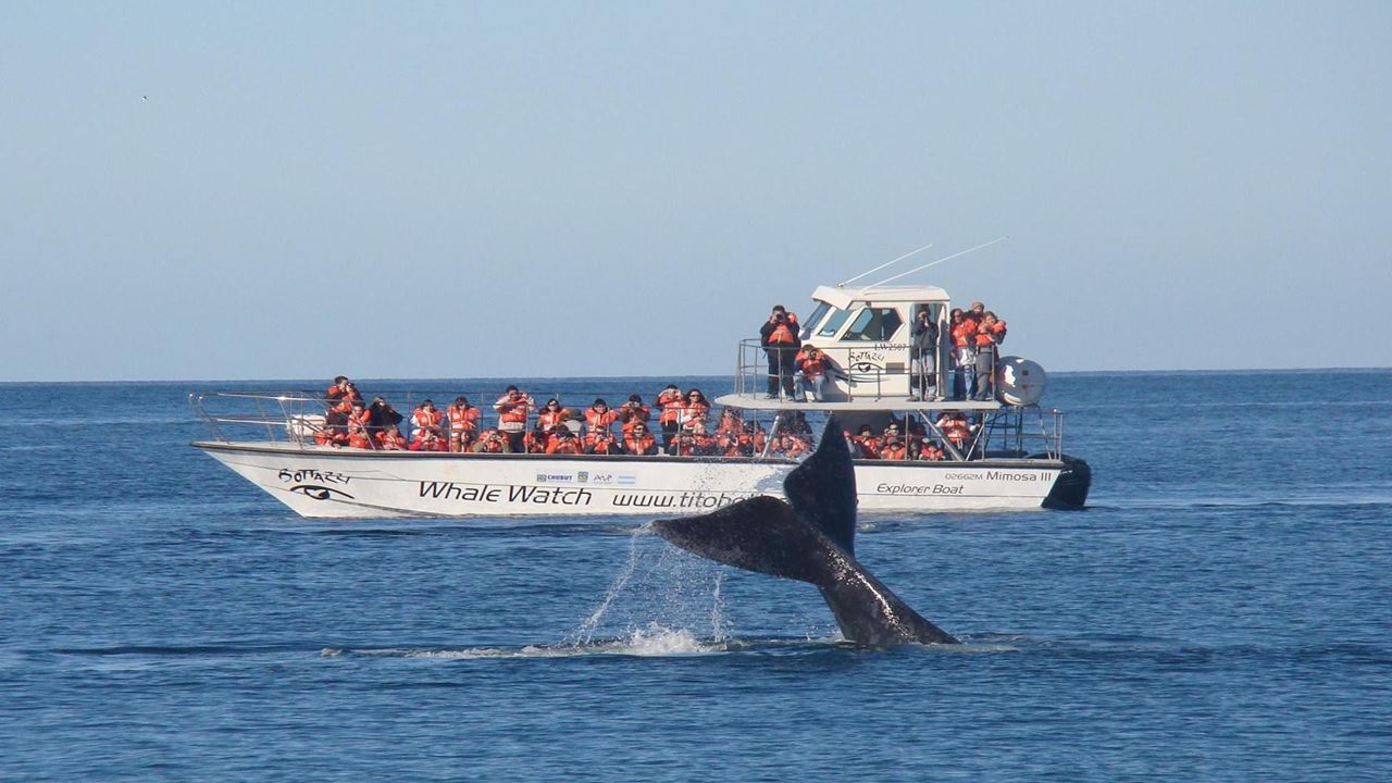 Whale Watching foto 9
