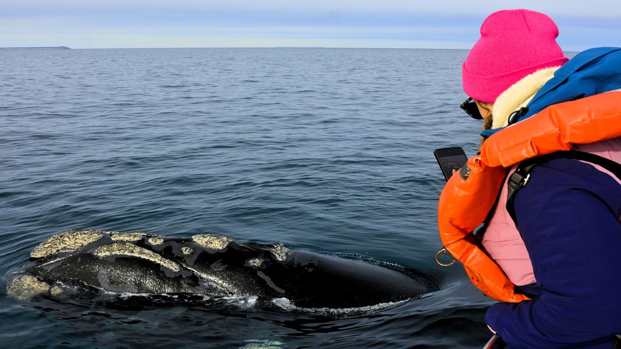 Whale Watching foto 7