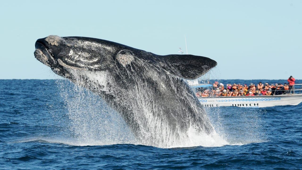 Whale Watching foto 10