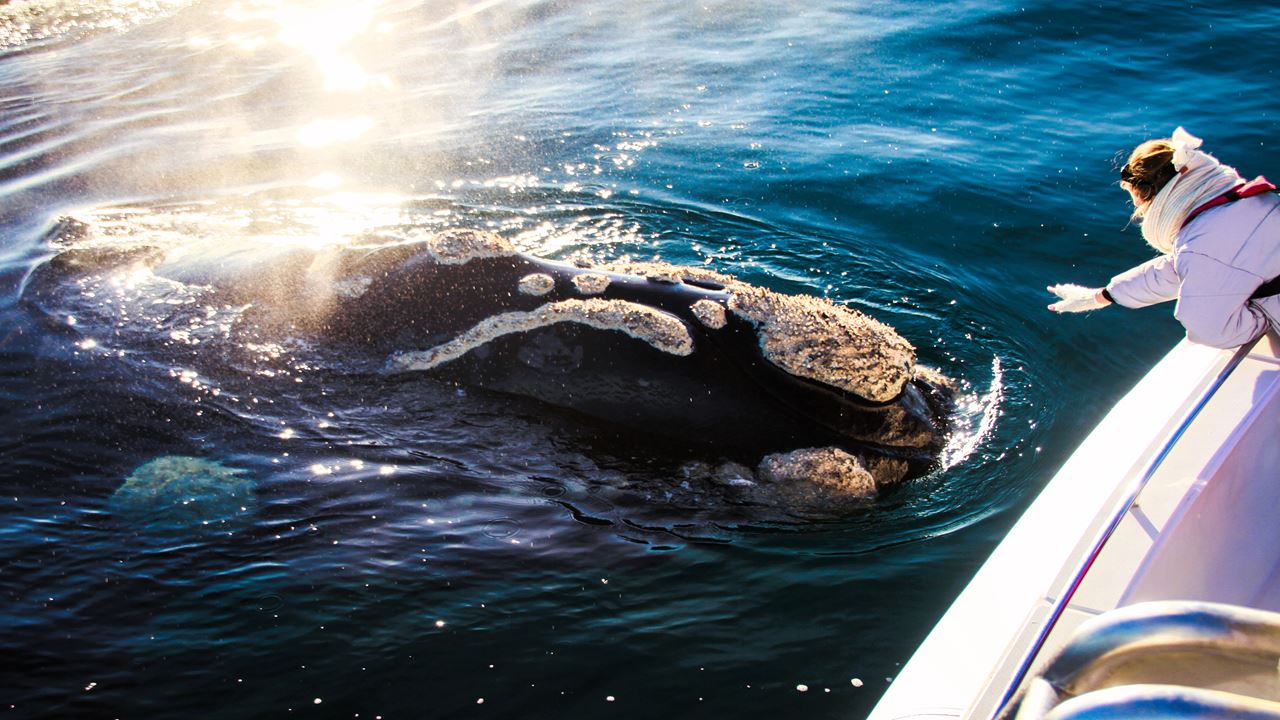 Whale Watching foto 8