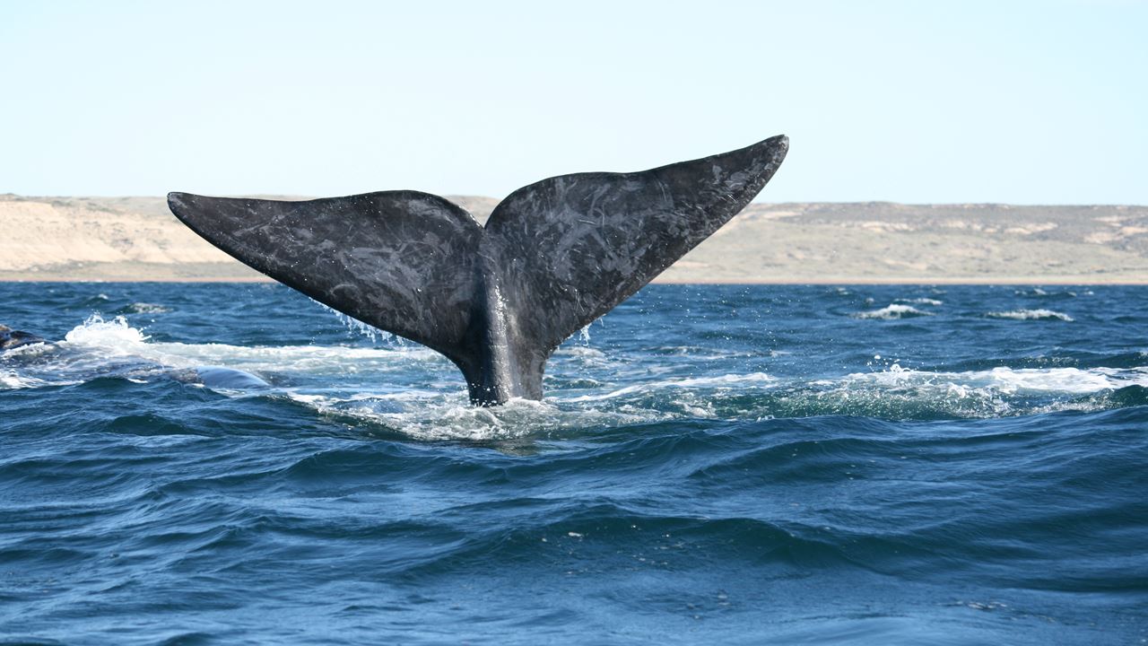 Whale Watching foto 5