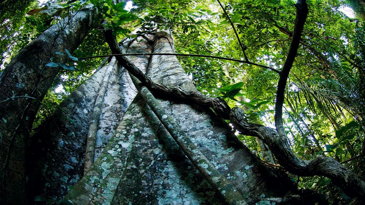 Expérience Ecolodge À Tambopata foto 7