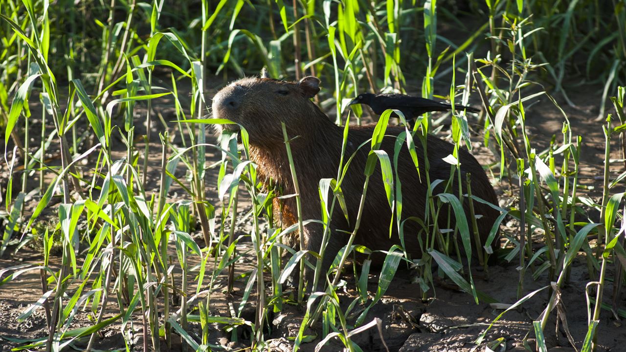 Encantos Da Amazônia Da Tambopata foto 6