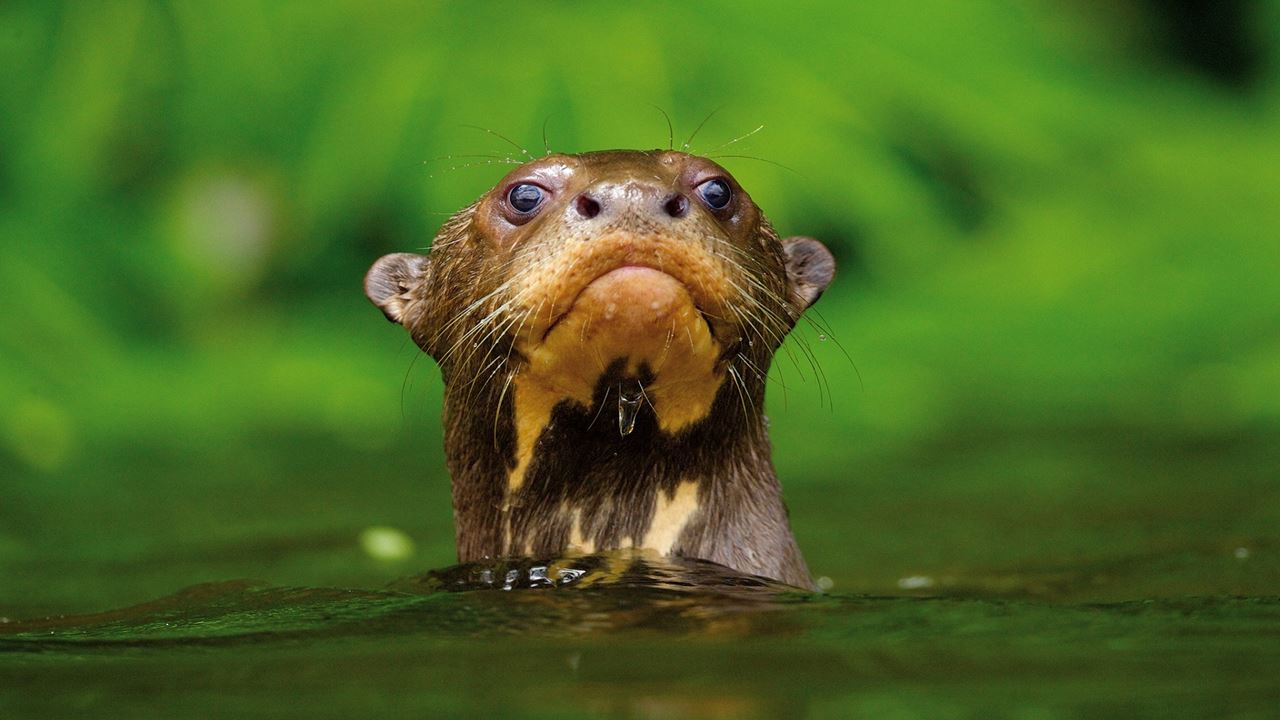 Encantos Da Amazônia Da Tambopata foto 9