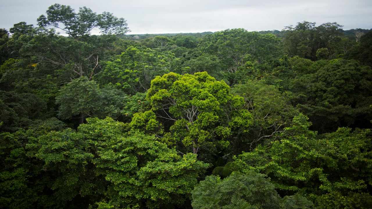 Encantos Da Amazônia Da Tambopata foto 2