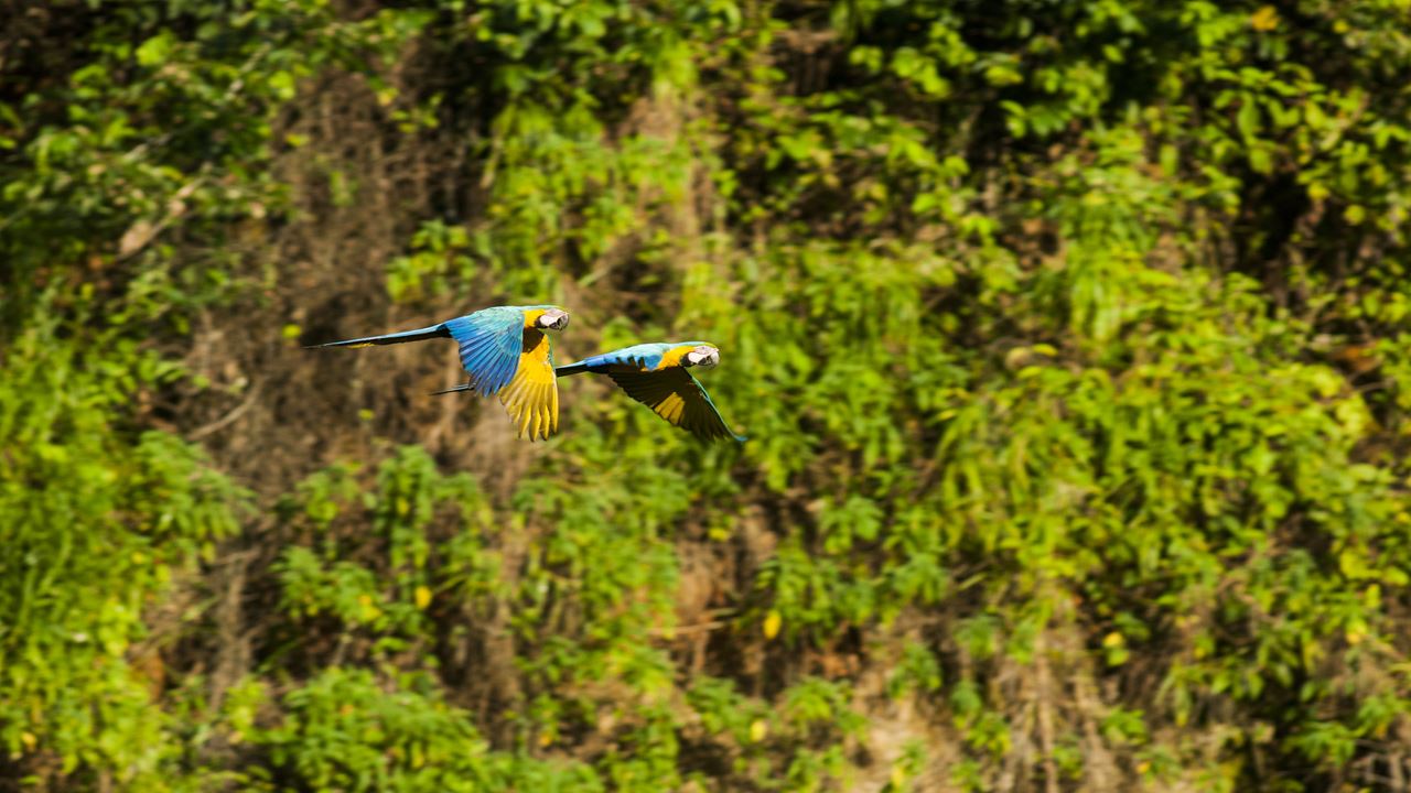 Encantos Da Amazônia Da Tambopata foto 4