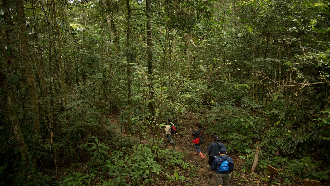 Encantos Da Amazônia Da Tambopata foto 5
