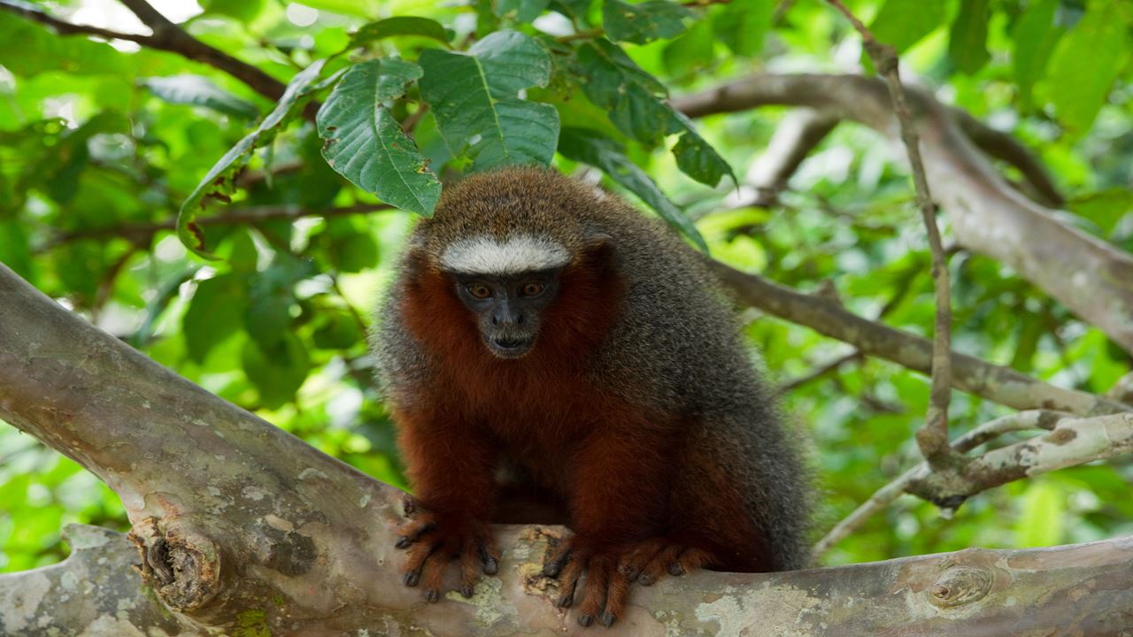 Encantos Da Amazônia Da Tambopata foto 10