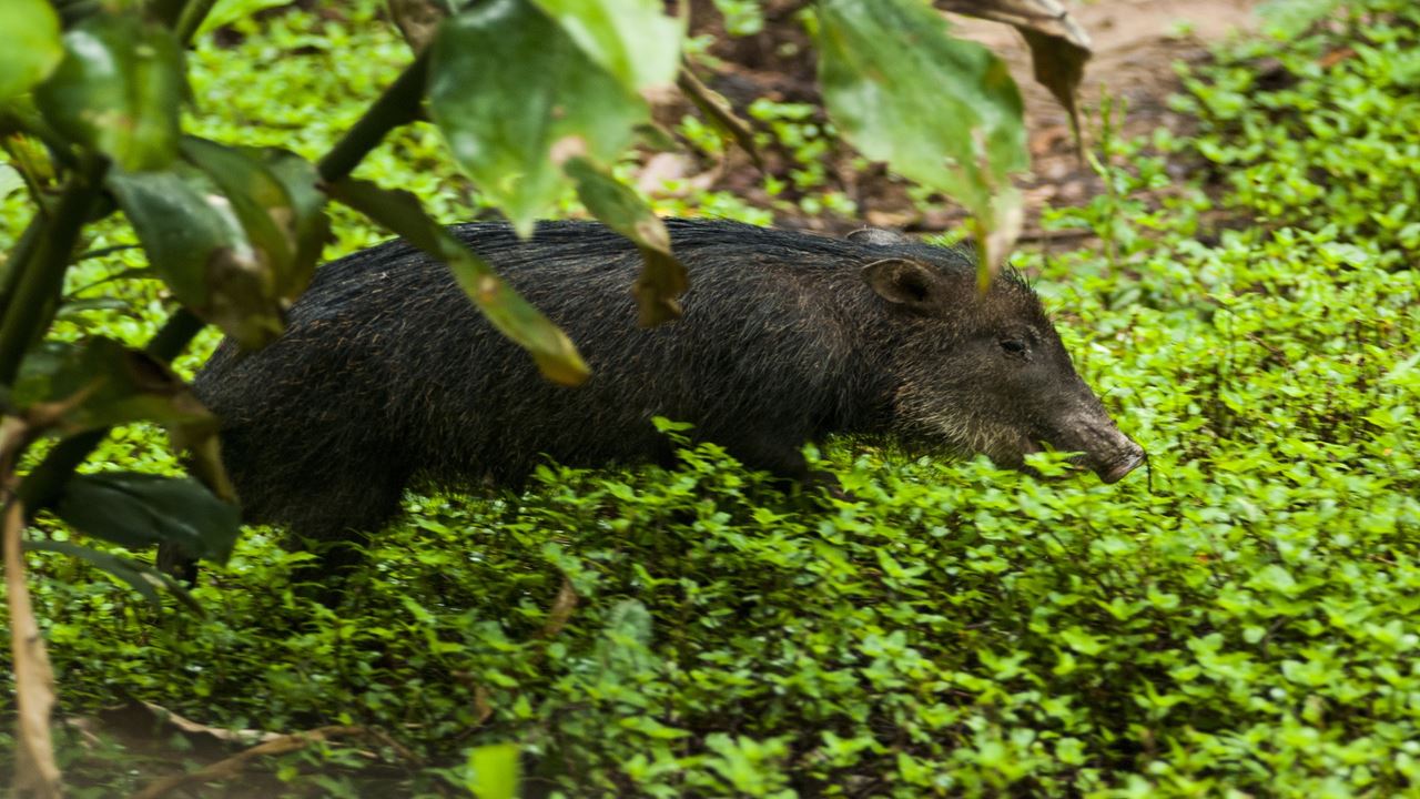 Aventura Na Selva De Tambopata foto 4