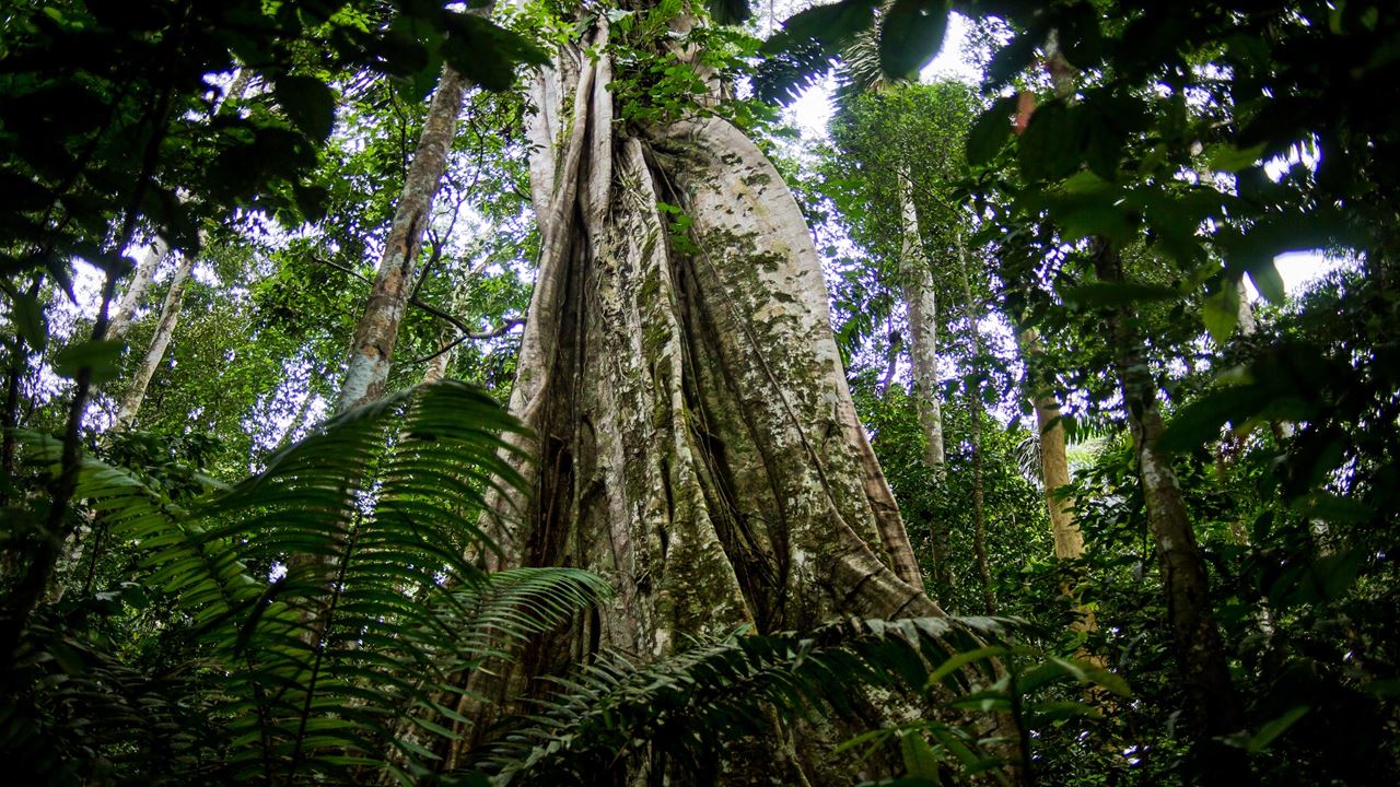 Aventura Na Selva De Tambopata foto 3
