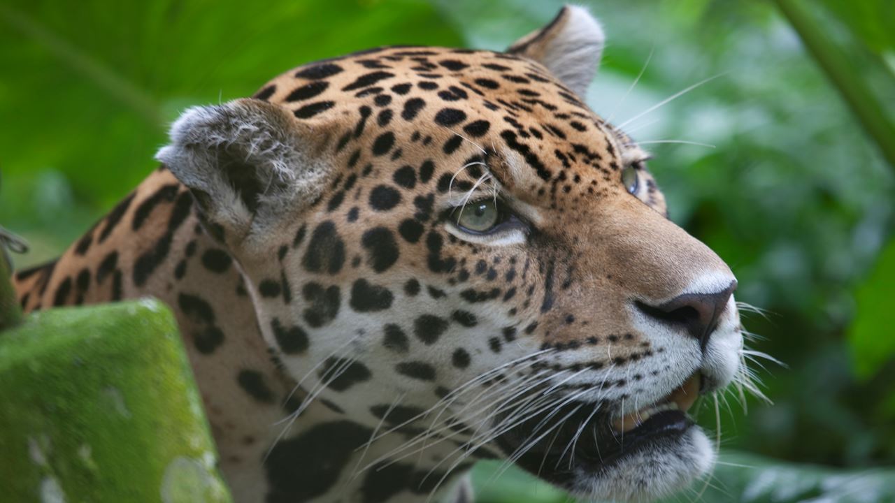 Aventura Na Selva De Tambopata foto 6