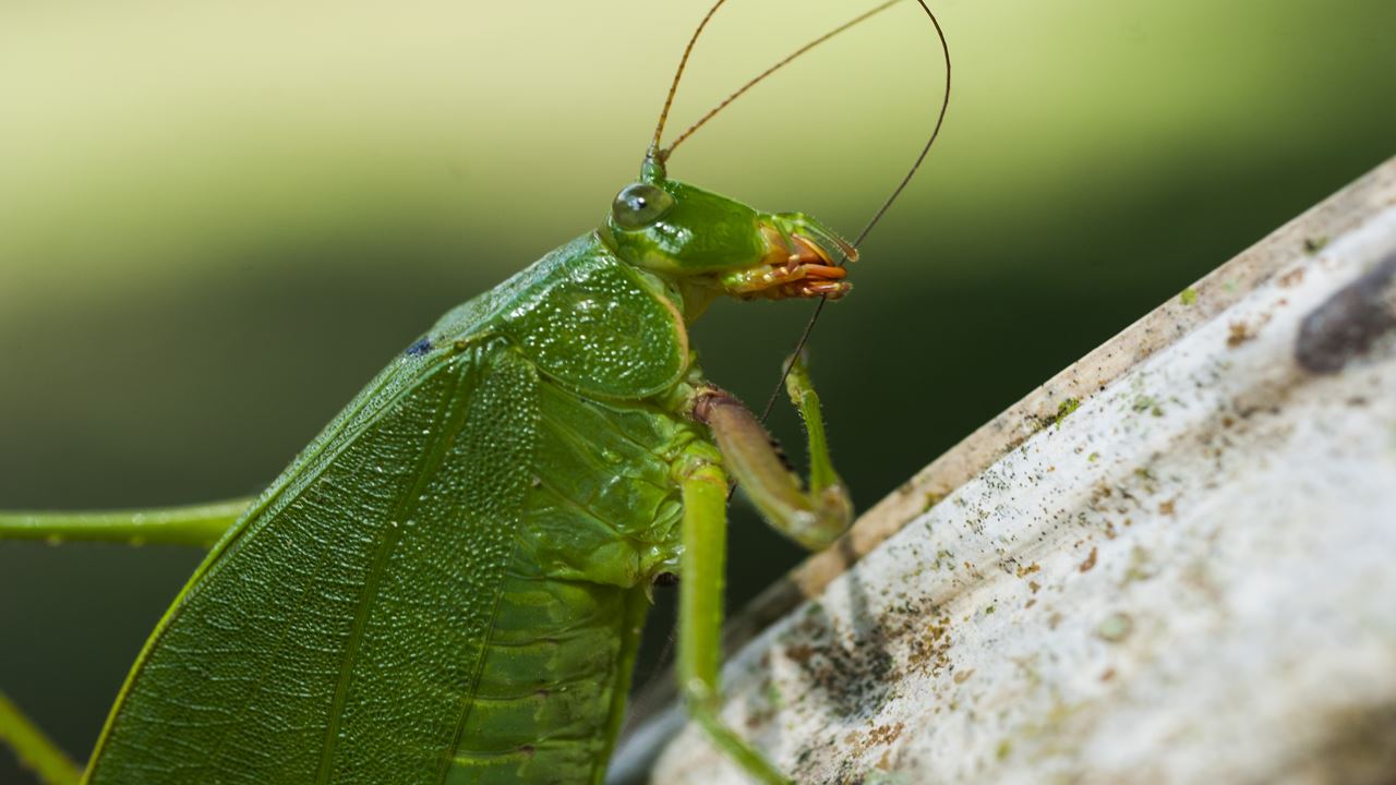 Aventura Na Selva De Tambopata foto 10