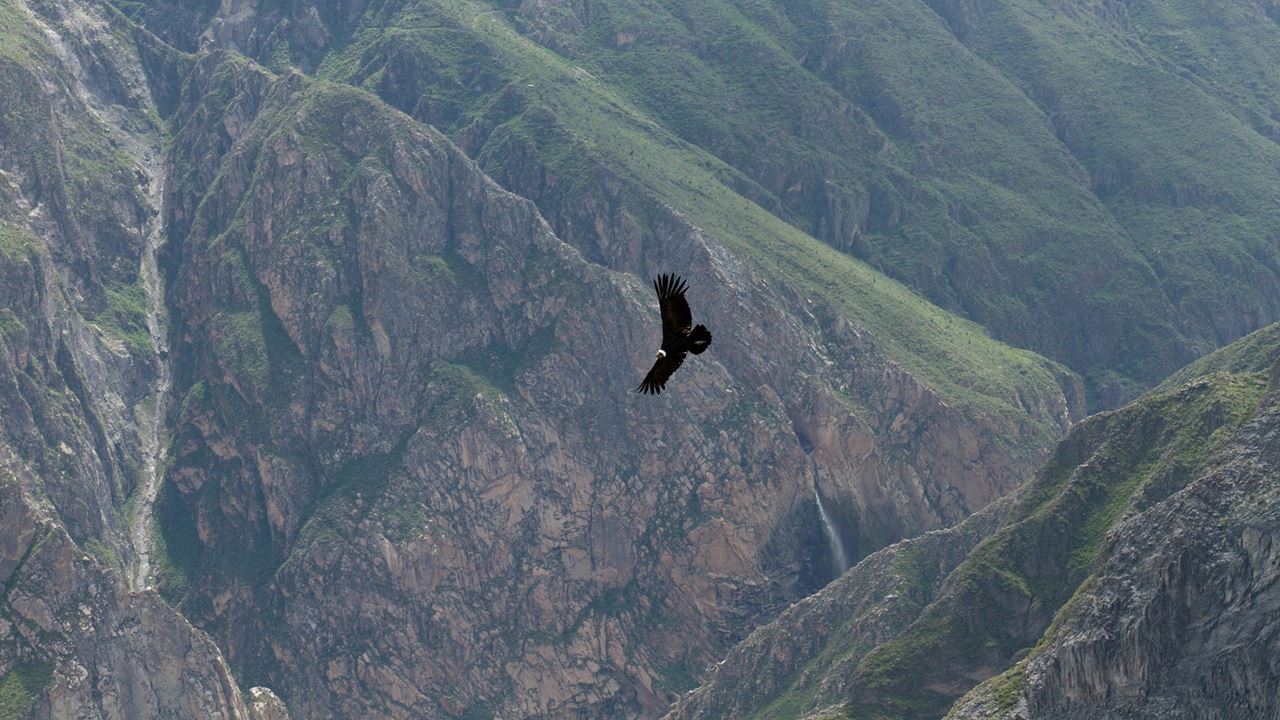 Randonnée Dans Le Canyon De Colca foto 8