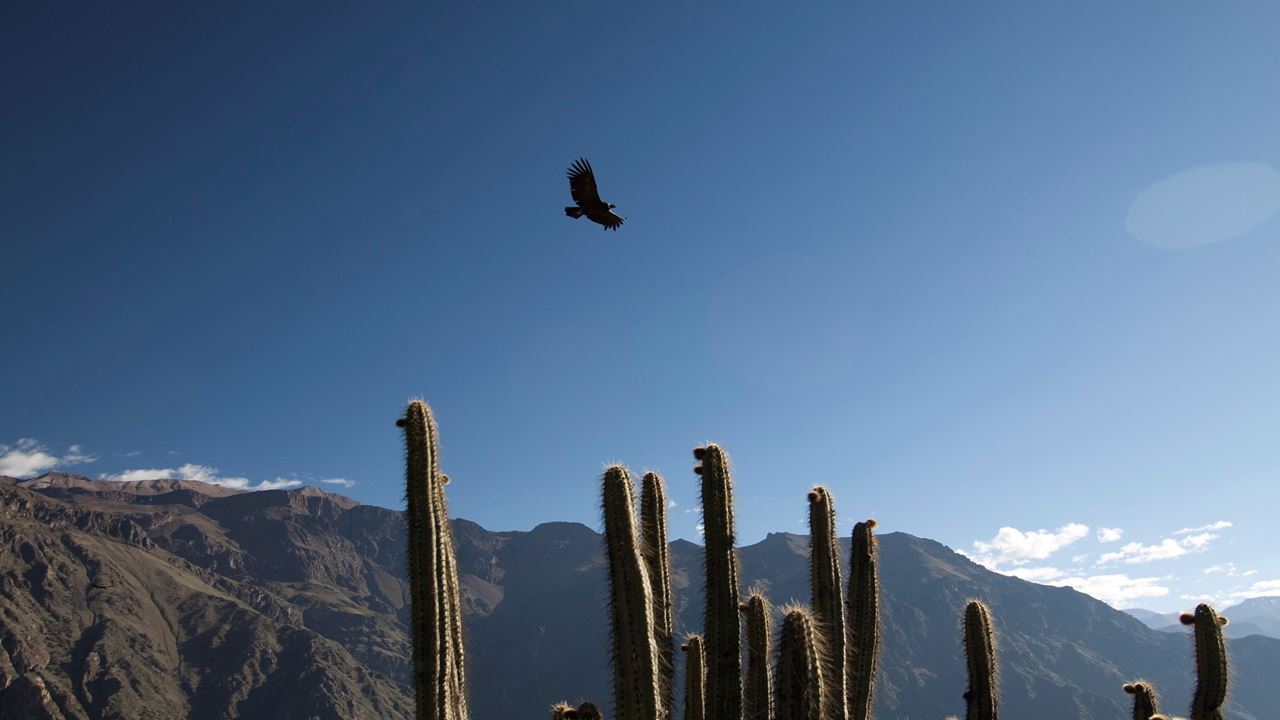 Randonnée Dans Le Canyon De Colca foto 4