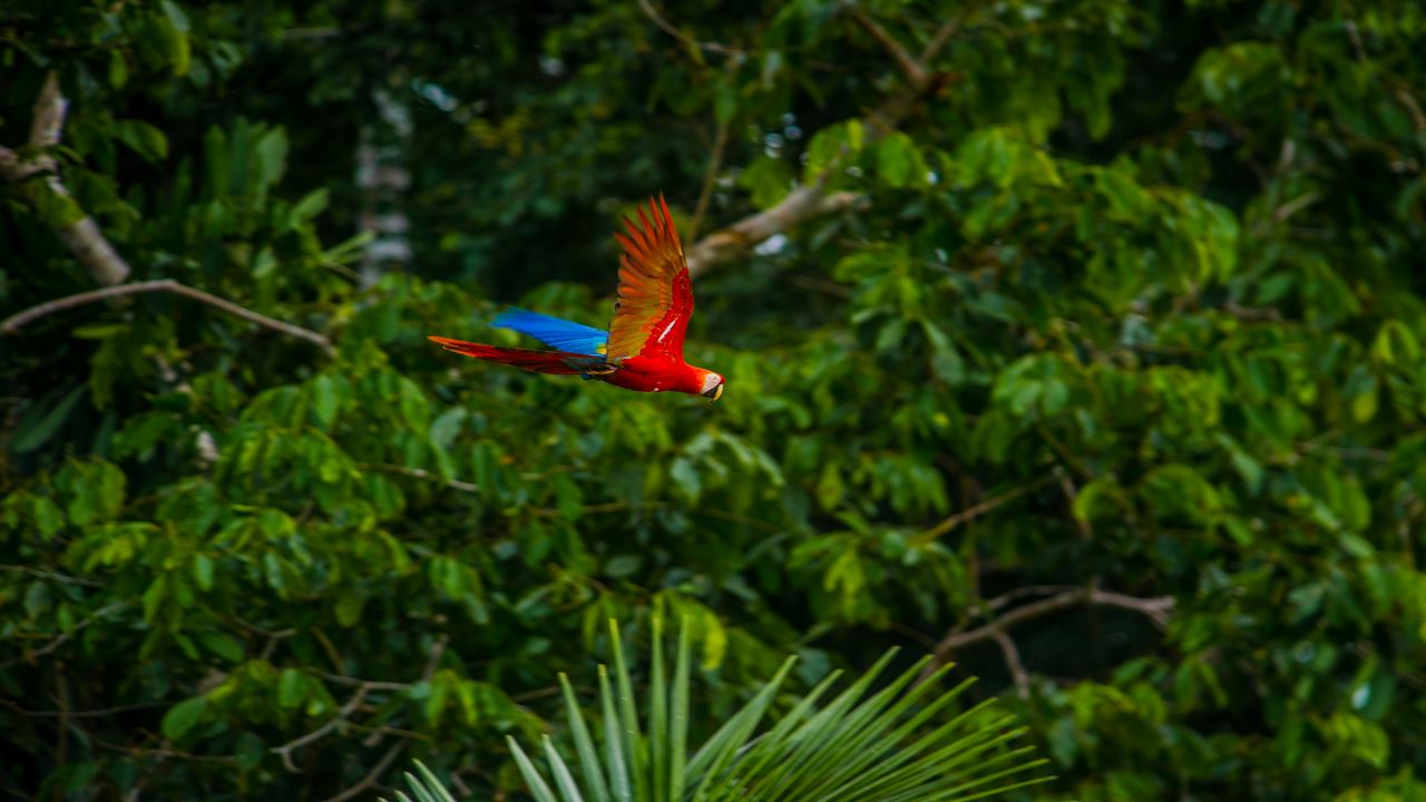 Parque Nacional Manu: Reserva Mundial Da Biosfera foto 6