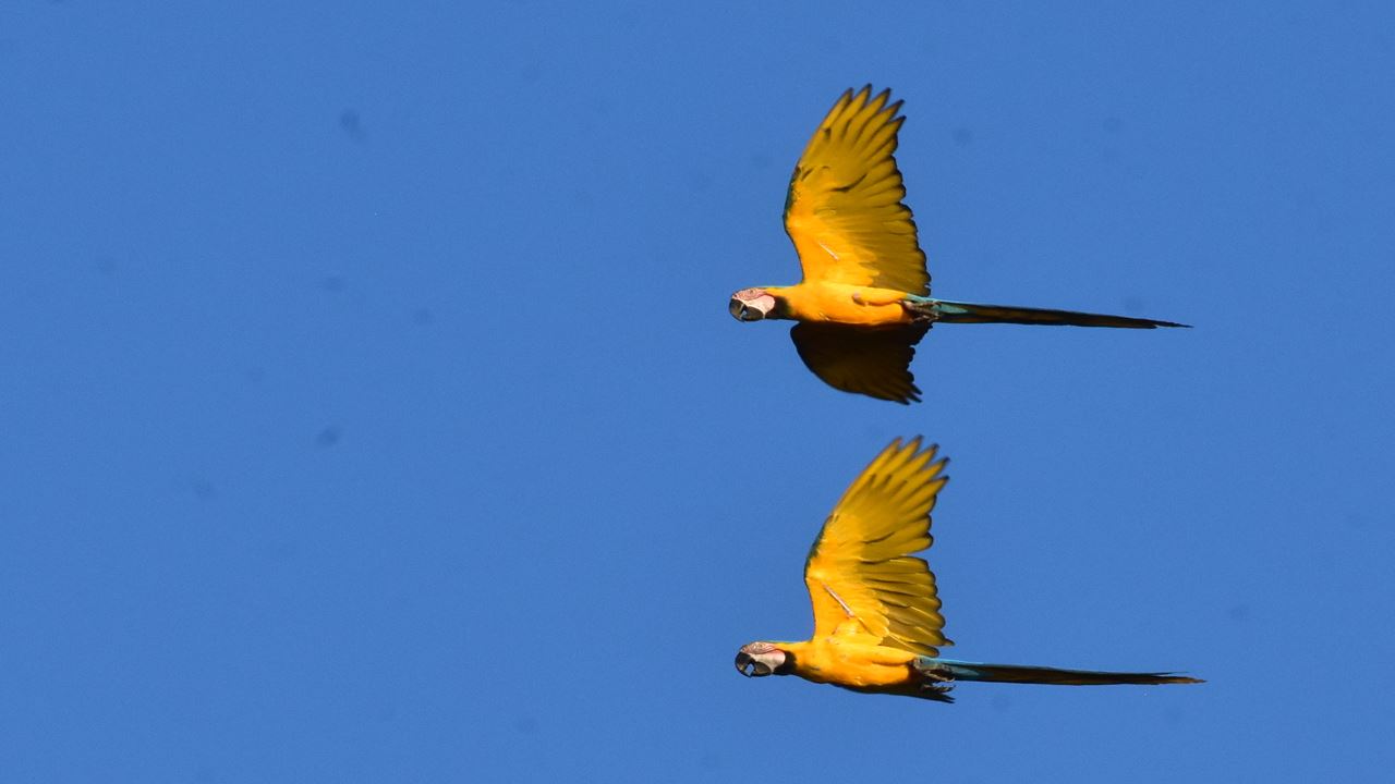 Parque Nacional Manu: Reserva Mundial Da Biosfera foto 3