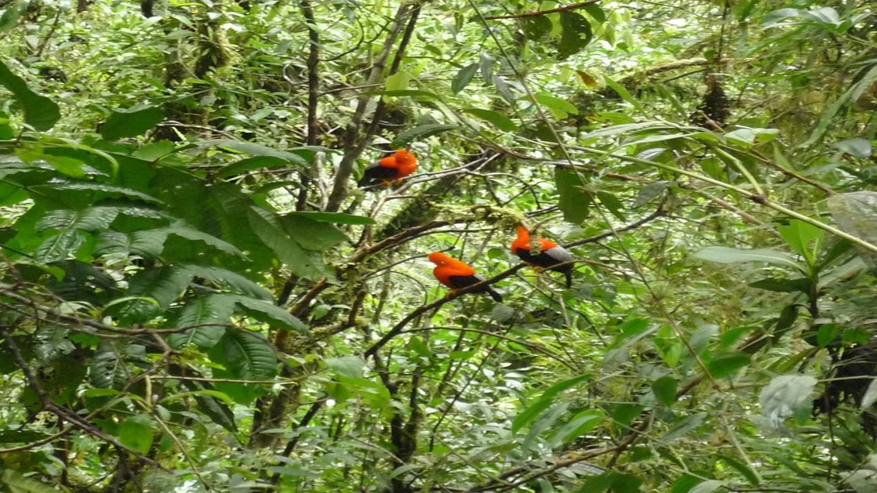 Parque Nacional Manu: Reserva Mundial Da Biosfera foto 12