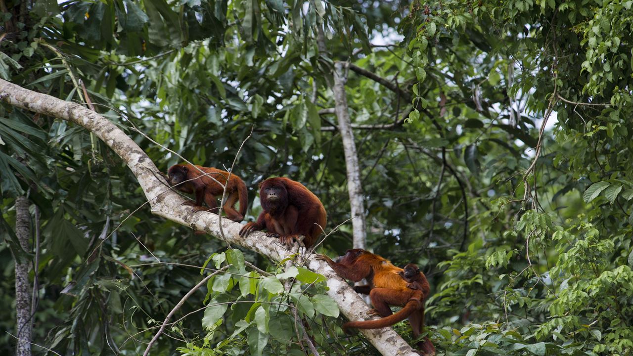 Parque Nacional Manu: Reserva Mundial Da Biosfera foto 8