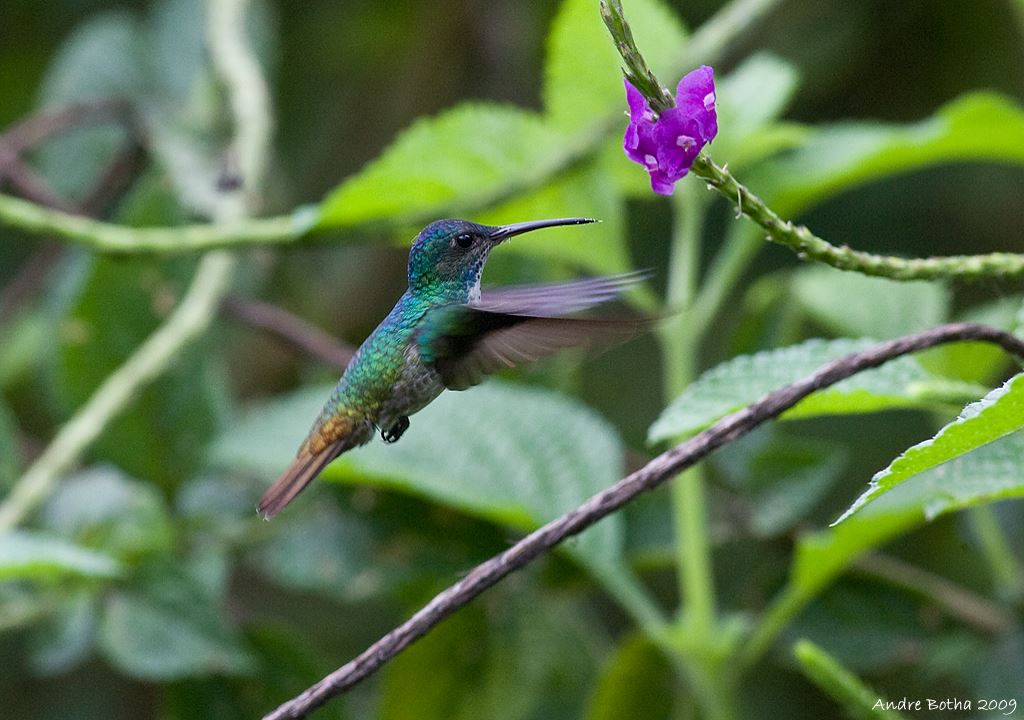Parque Nacional Manu: Reserva Mundial Da Biosfera foto 9