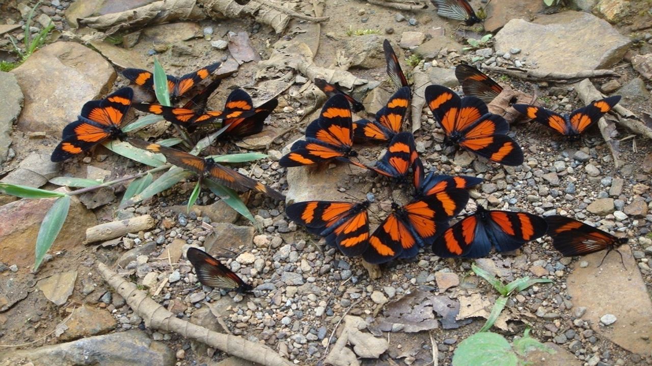 Parque Nacional Manu: Reserva Mundial Da Biosfera foto 5