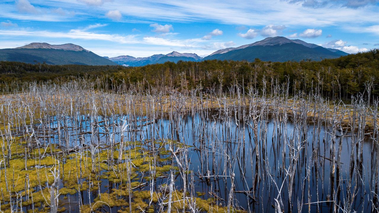 Promo: Transfers To The Airport, National Park And Fueguino Lakes foto 6