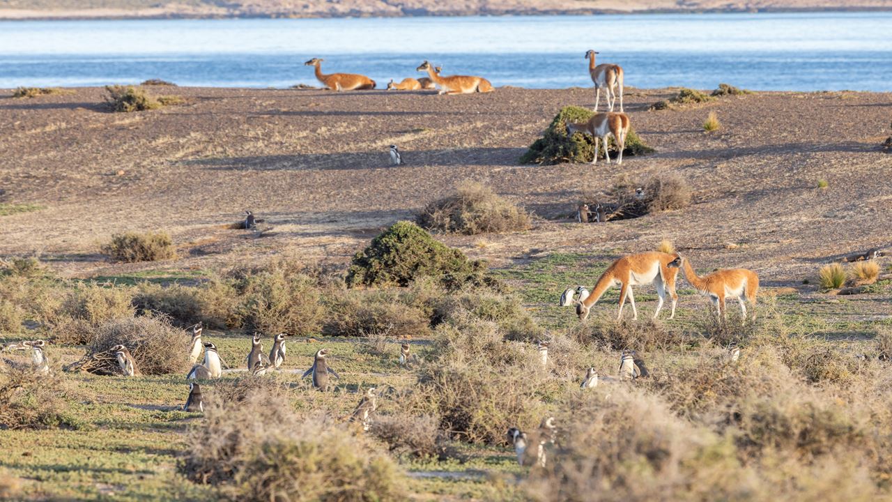 Offer: Punta Tombo And Airport Transfers foto 4